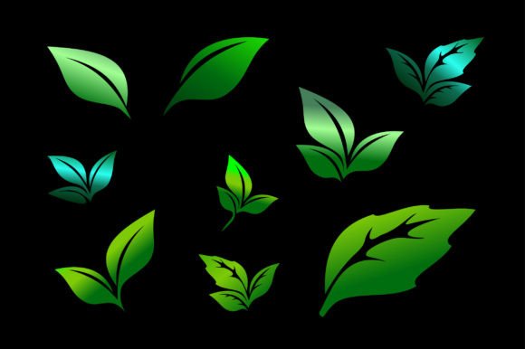 Leaves Graphics & Illustrations